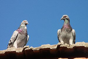 Pigeon Trapping Phoenix Phoenix Pigeon Control 